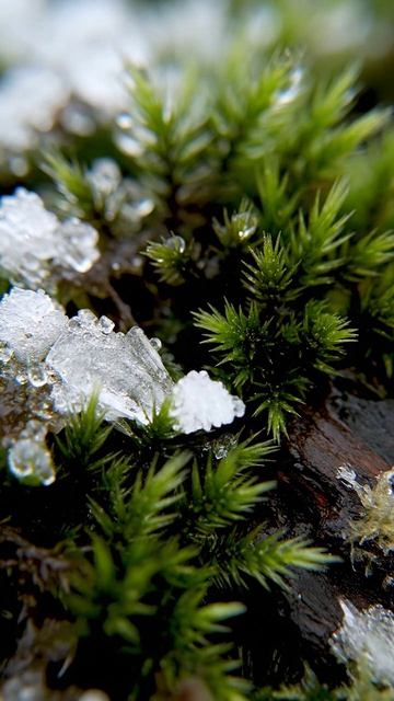 Микромир, где холод делает красоту острее