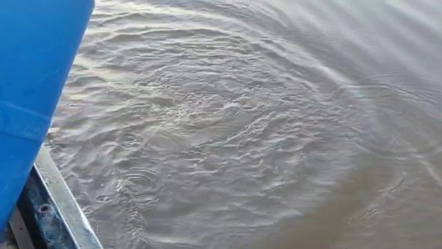 Зарыбление