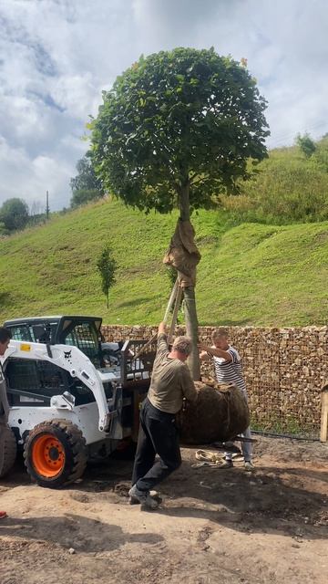 Доставка и посадка дерева