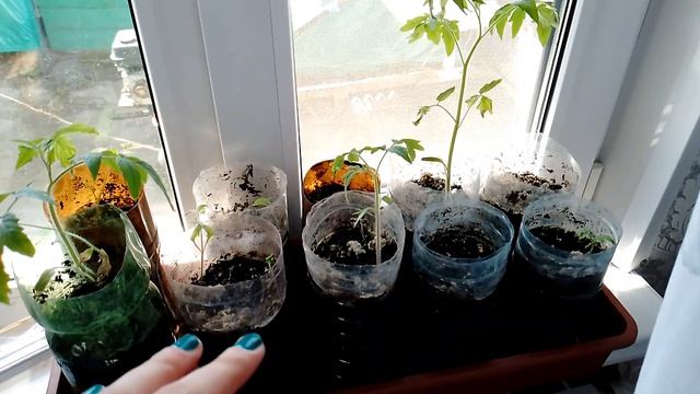 Коротко о садово-огородных делах