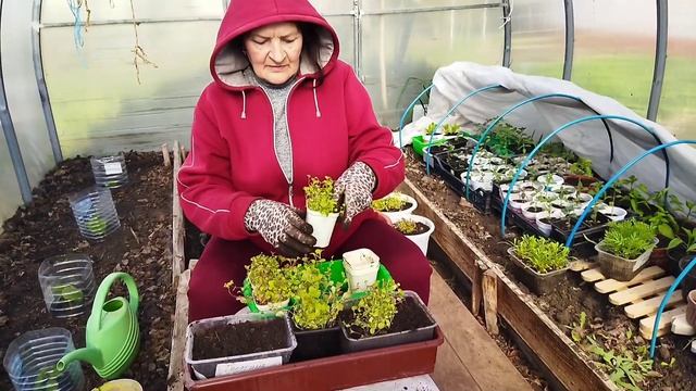 И снова парник, рассада, рассада... 30. 04.26 г.