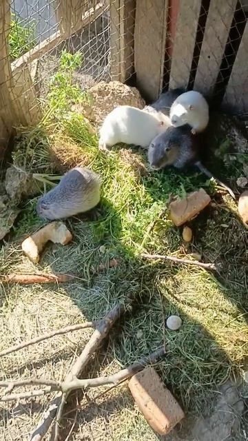 Нутрии девочки.