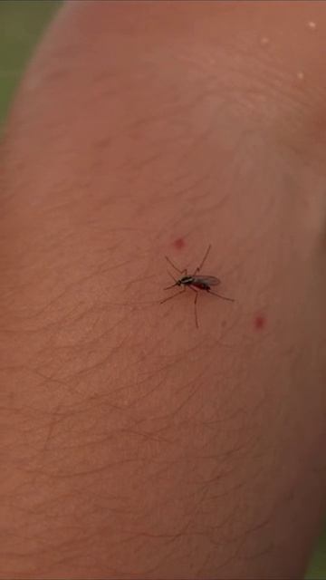 Комары взрываются