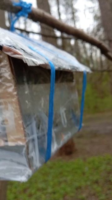 Пополнила кормом дальние кормушки/белка прибежала за орехами (30.04.26.)