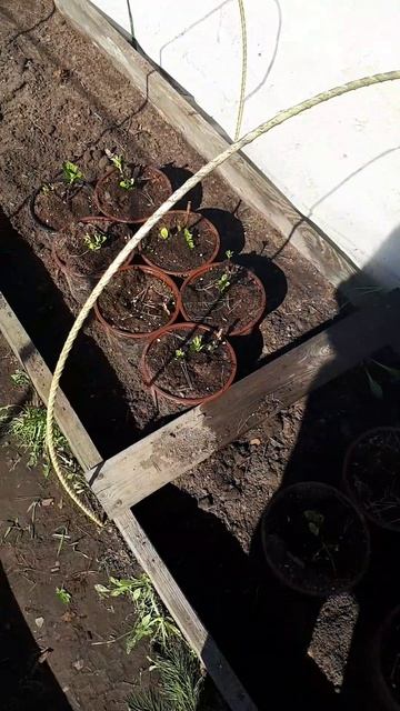 Крупнолистные гортензии зимовали на улице в кашпо.