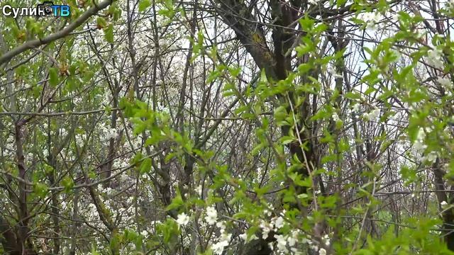 Весенние этюды