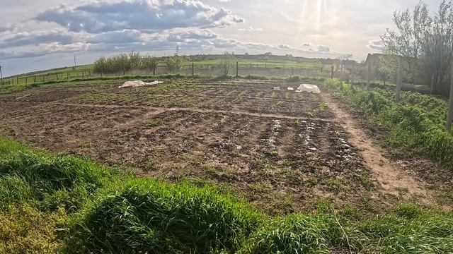 МОЯ КЛУБНИКА  ПРИЖИЛАСЬ.