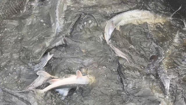 Осетрина,навеска 1-8кг