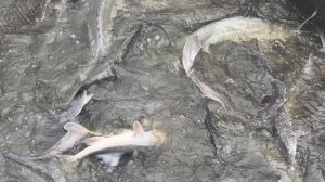 Осетрина,навеска 1-8кг