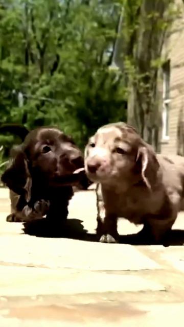 Заставка для видео Маленькие собачки № 549