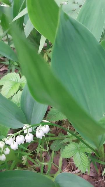 Я подарю вам ландыши 🌱. С Первомаем! архивные видео