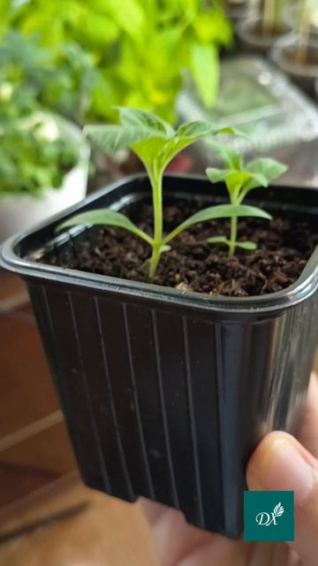 ОБЗОР РАССАДЫ 💚