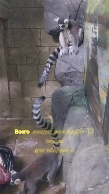 Интересные факты о лемурах