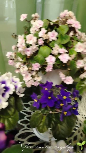 Фиалки в цветении.