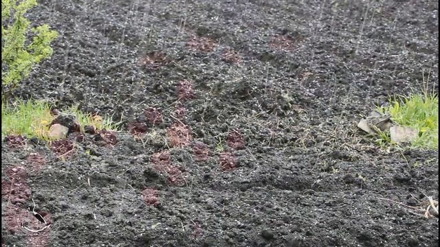 30 апреля 2026. Цветы и дождь со снегом