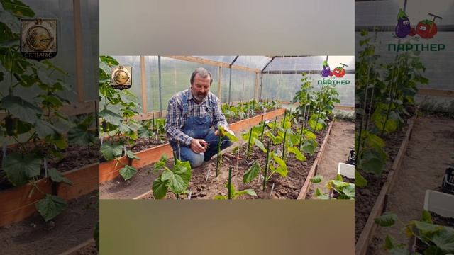 Как формировать огурцы.