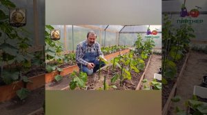 Как формировать огурцы.