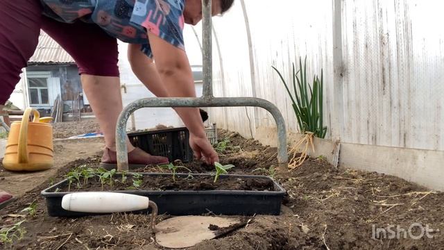 Высадила в холодную землю