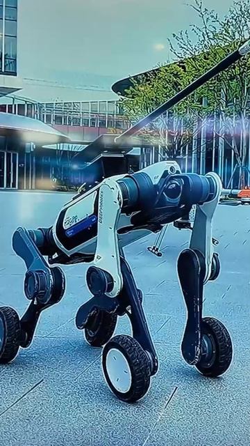 Могут ли собаки мыть окна ?