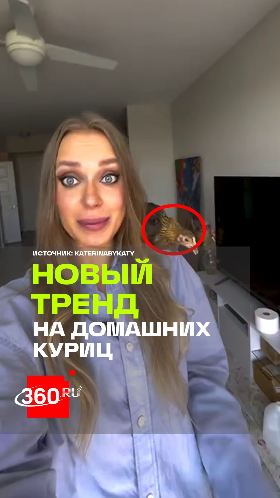 Новый тренд: курица как домашний питомец. Кошки и собаки уже не в моде?