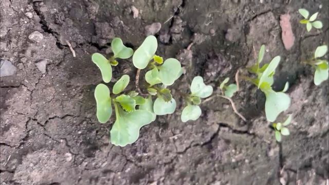 Редиска и Салат