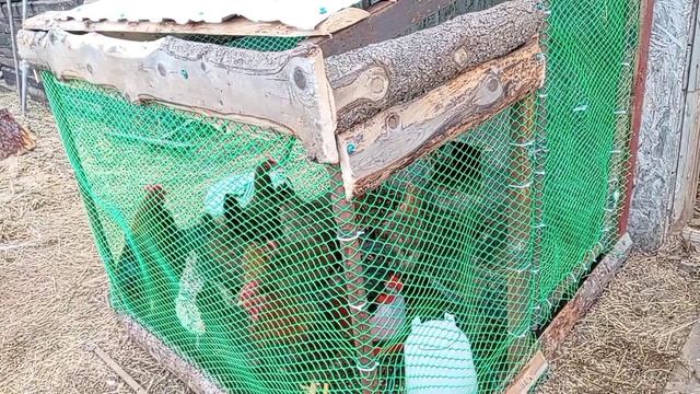 Теперь они могут гулять🐔. Мужики работают а я леньтяйка.