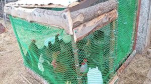 Теперь они могут гулять🐔. Мужики работают а я леньтяйка.