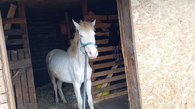 #жизнь_Аликорна 30.04.26 Рарити.