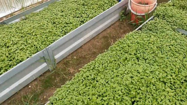 Растюшки и горчица в теплице 20.04.26г. Московская область