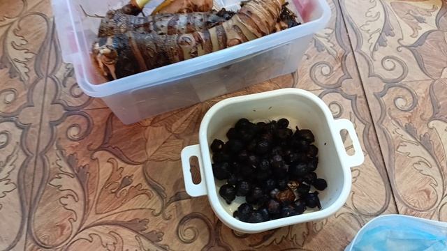 Алоказия Регал Шилдс,ишем клубни.