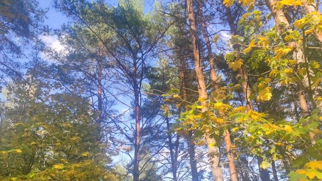 Я так соскучилась...