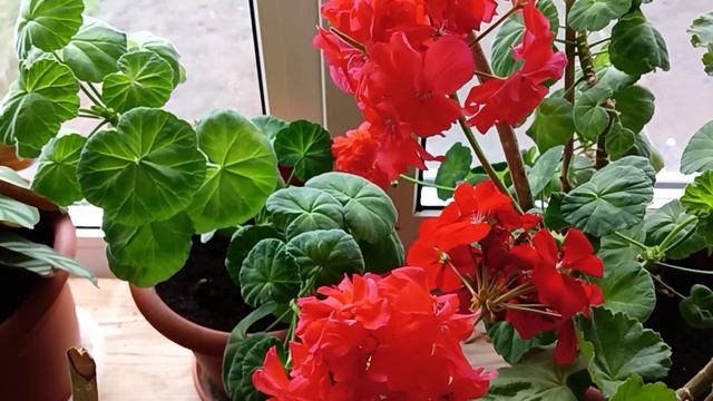 Уход за Пеларгонией