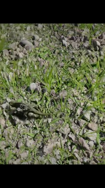 Crimson Desert Moment