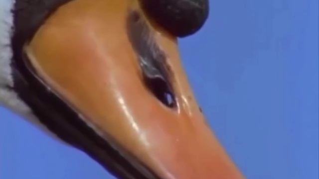 Проверка всех систем и взлет лебедя с поверхности воды