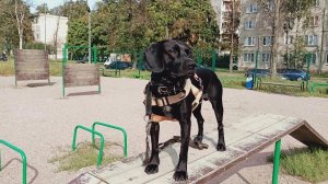 Иван Соколов 🥑 Гитара 🎸  Yamaha @ 🎸 Пёс 🐕 Моя Жизнь Кино 🎬 Музей Псов