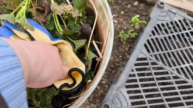 30 апреля Хроника дачной жизни.