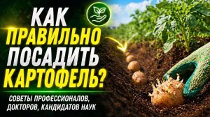 Посадка картошки. Для роста и силы – баковая смесь из биопрепаратов