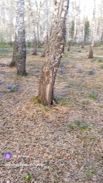 Нашли в лесу огромную поляну медуницы!