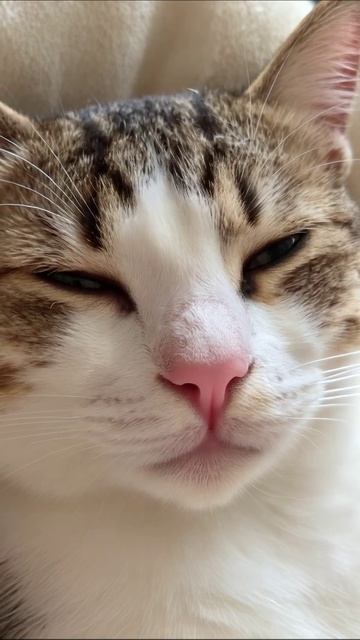 Смешной кот: милый момент кот милота животные смешныевидео