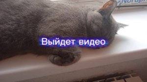 мб....