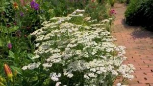 🌺🌺🌺🌼🌹🌷☘️