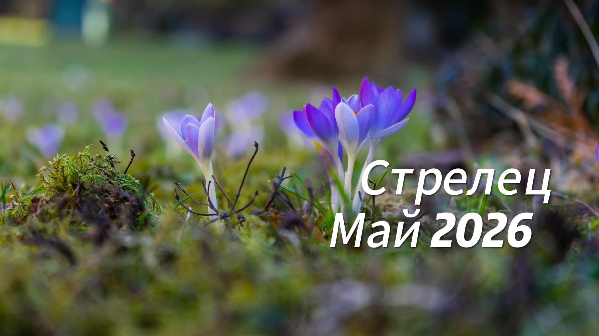 Прогноз для Стрельцов на Май 2026