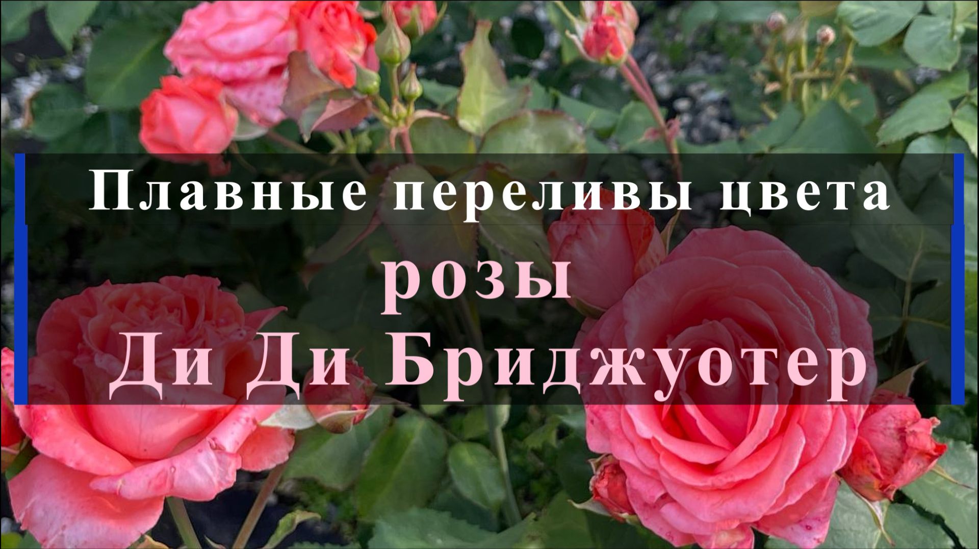 Плавные переливы цвета розы Ди Ди Бриджуотер.