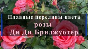 Плавные переливы цвета розы Ди Ди Бриджуотер.