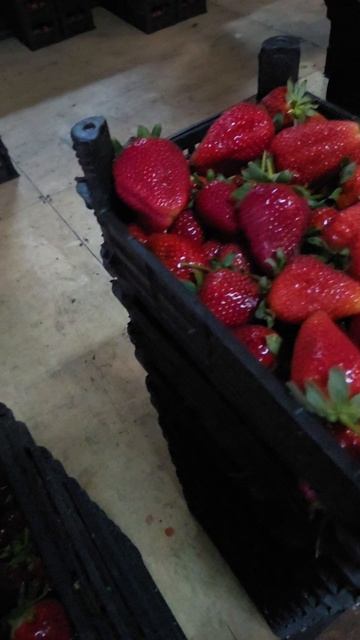 Клубничный рай в Баку