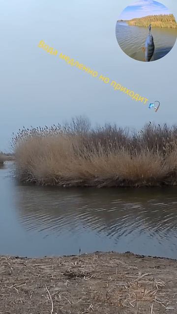 #астраханьрыбалка #рыбалка #астраханская #астраханскаяобласть #астрахань #окунь