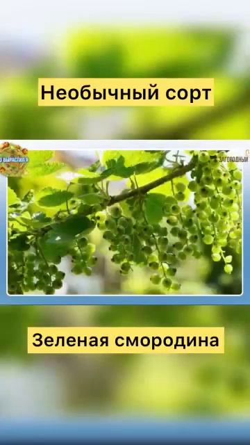 Дача своими руками.