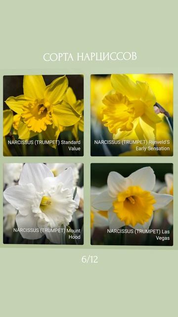 Сорта нарциссов