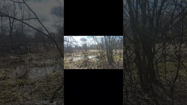 Поиск рогов и село 14 века