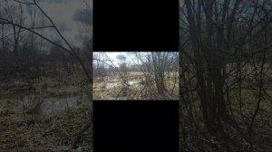 Поиск рогов и село 14 века